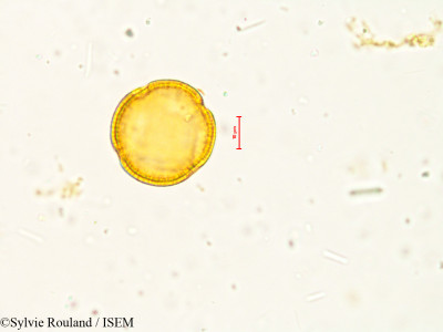 Sylvie.Rouland/Anemone_rivularis_4005/Anemone_rivularis_4005_0001(copy)_thumb.jpg