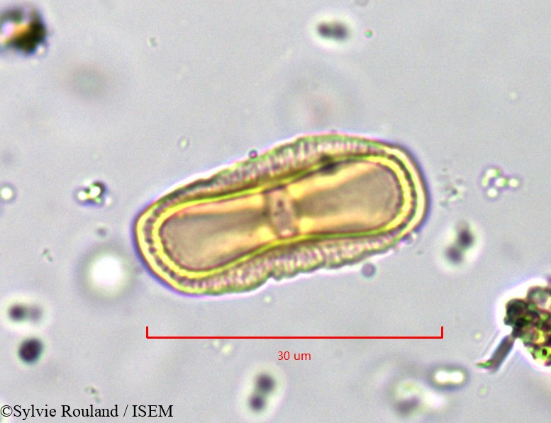 Sylvie.Rouland/Anethum_graveolens_835/Anethum_graveolens_835_0001(copy).jpg