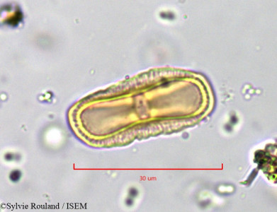 Sylvie.Rouland/Anethum_graveolens_835/Anethum_graveolens_835_0001(copy)_thumb.jpg