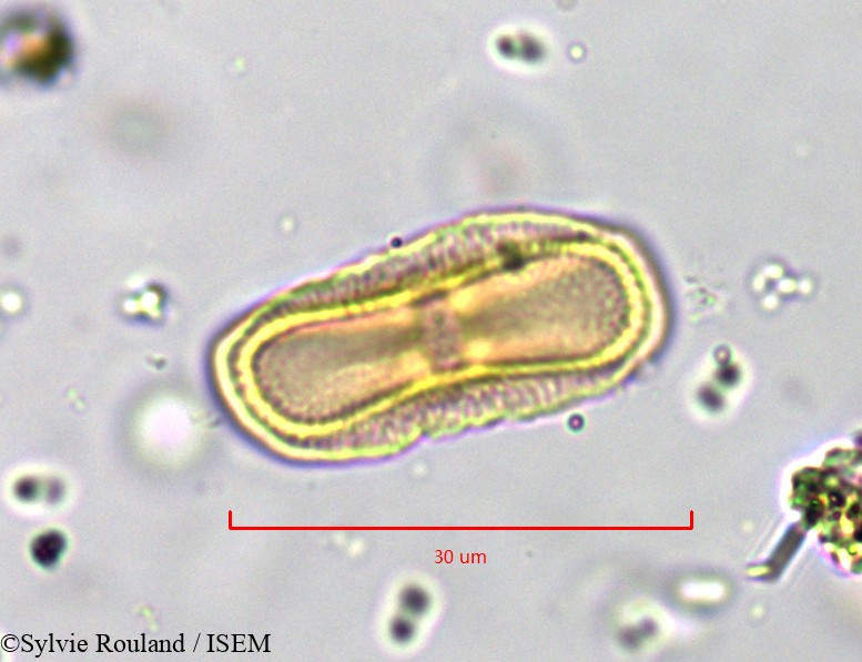 Sylvie.Rouland/Anethum_graveolens_835/Anethum_graveolens_835_0003(copy).jpg