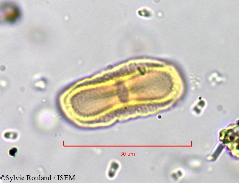Sylvie.Rouland/Anethum_graveolens_835/Anethum_graveolens_835_0004(copy).jpg