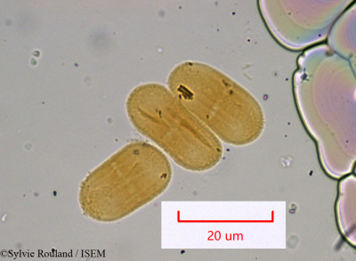 Sylvie.Rouland/Angelica_heterocarpa_977/Angelica_heterocarpa_977_0001(copy)_thumb.jpg