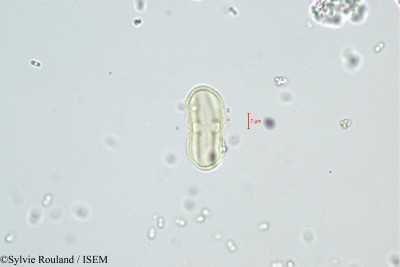 Sylvie.Rouland/Angelica_razulii_398/Angelica_razulii_398_0001(copy)_thumb.jpg