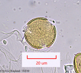 Sylvie.Rouland/Angelica_sylvestris_910/Angelica_sylvestris_910_0001(copy)_thumb.jpg