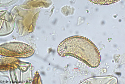 Sylvie.Rouland/Anisogonium_esculentum_5637/Anisogonium_esculentum_5637_0001(copy)_thumb.jpg