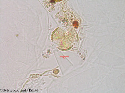 Anisomeles malabarica - lame n° 3093