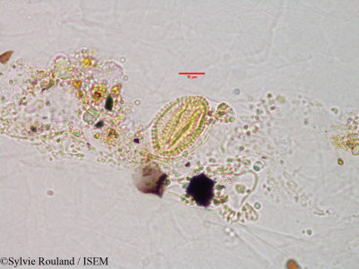 Anisomeles malabarica - lame n° 3093