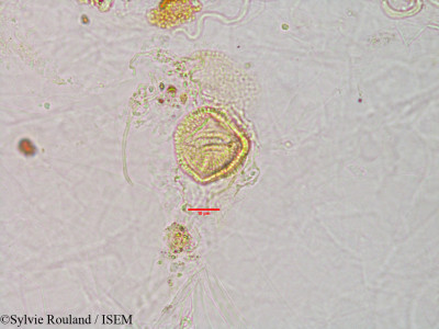 Anisomeles malabarica - lame n° 3093