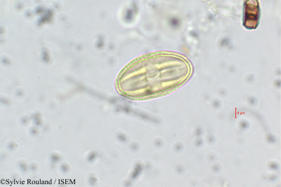 Sylvie.Rouland/Anisophyllea_purpurascens_228/Anisophyllea_purpurascens_228_0001(copy)_thumb.jpg