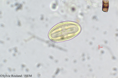 Anisophyllea purpurascens - lame n° 228