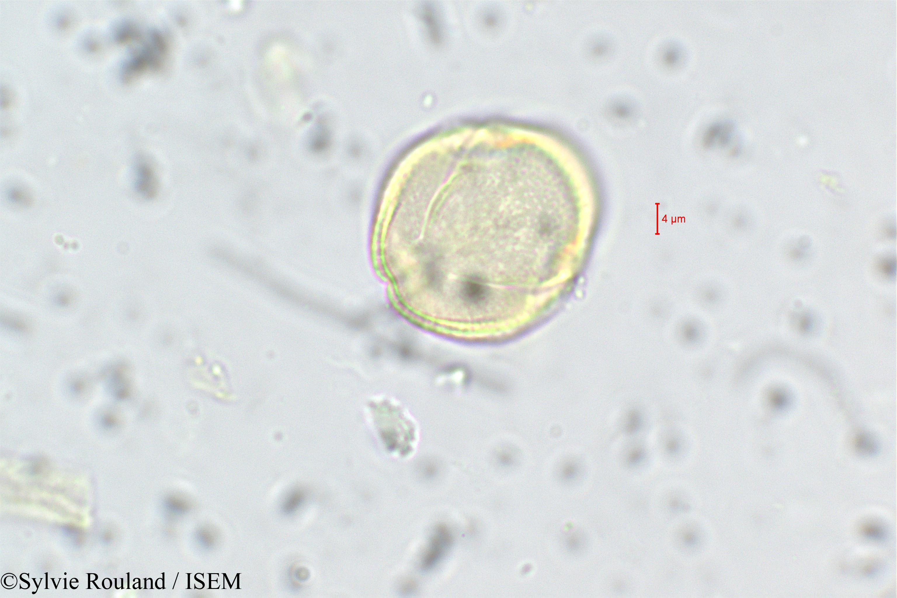 Sylvie.Rouland/Anisophyllea_purpurascens_228/Anisophyllea_purpurascens_228_0003(copy).jpg