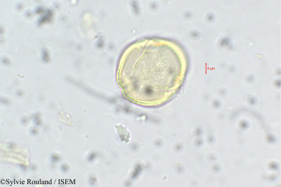 Anisophyllea purpurascens - lame n° 228