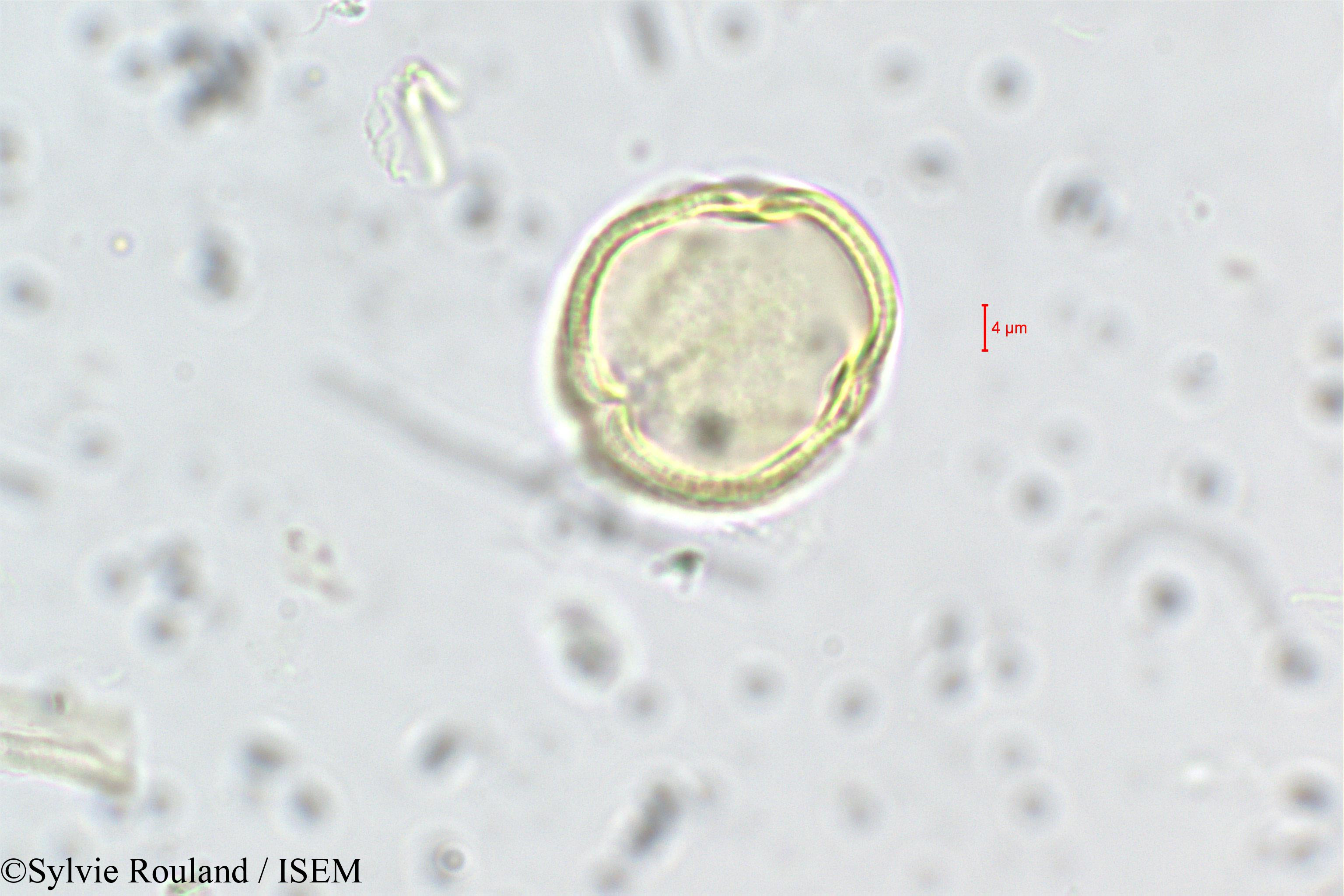 Sylvie.Rouland/Anisophyllea_purpurascens_228/Anisophyllea_purpurascens_228_0004(copy).jpg