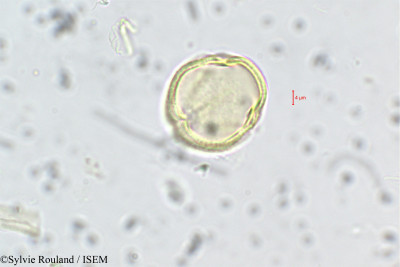 Anisophyllea purpurascens - lame n° 228