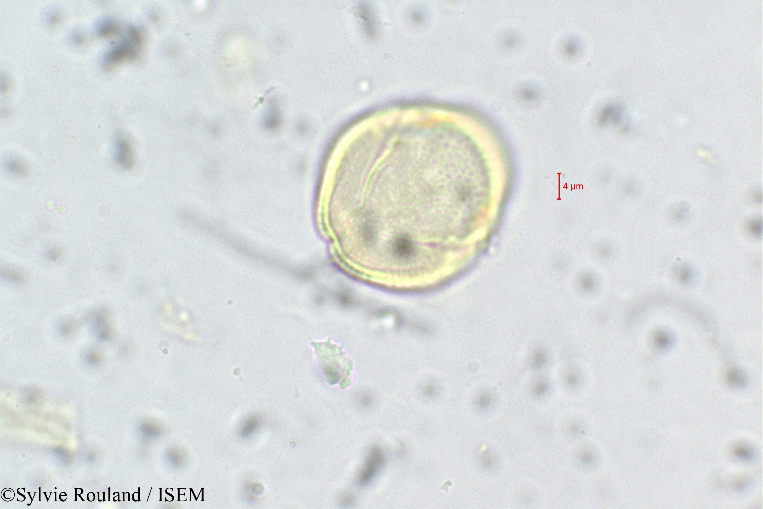 Sylvie.Rouland/Anisophyllea_purpurascens_228/Anisophyllea_purpurascens_228_0005(copy).jpg