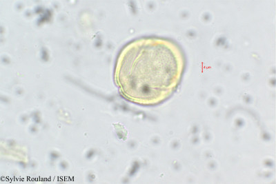 Anisophyllea purpurascens - lame n° 228