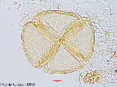Sylvie.Rouland/Annona_reticulata_2926/Annona_reticulata_2926_0001(copy)_thumb.jpg