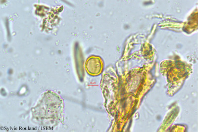 Sylvie.Rouland/Anogeissus_latifolia_5043/Anogeissus_latifolia_5043_0001(copy)_thumb.jpg