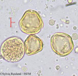 Sylvie.Rouland/Anopyxis_ealaensis_710/Anopyxis_ealaensis_710_0001(copy)_thumb.jpg