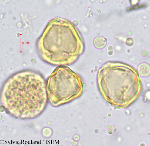 Anopyxis ealaensis - lame n° 710