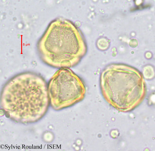 Anopyxis ealaensis - lame n° 710