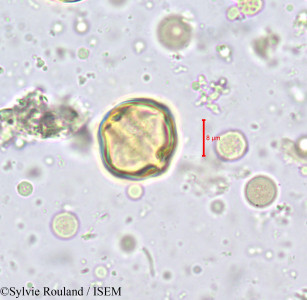 Anopyxis ealaensis - lame n° 710