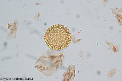 Sylvie.Rouland/Anotis_leschenaultiana_5060/Anotis_leschenaultiana_5060_0001(copy)_thumb.jpg
