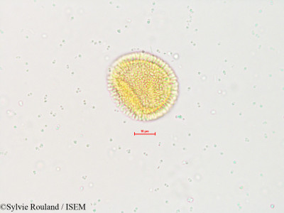 Sylvie.Rouland/Anotis_longiflora_4019/Anotis_longiflora_4019_0001(copy)_thumb.jpg