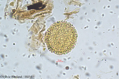 Sylvie.Rouland/Anotis_wightiana_5515/Anotis_wightiana_5515_0001(copy)_thumb.jpg