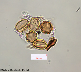 Sylvie.Rouland/Antherotoma_naudinii_1292/Antherotoma_naudinii_1292_0001(copy)_thumb.jpg