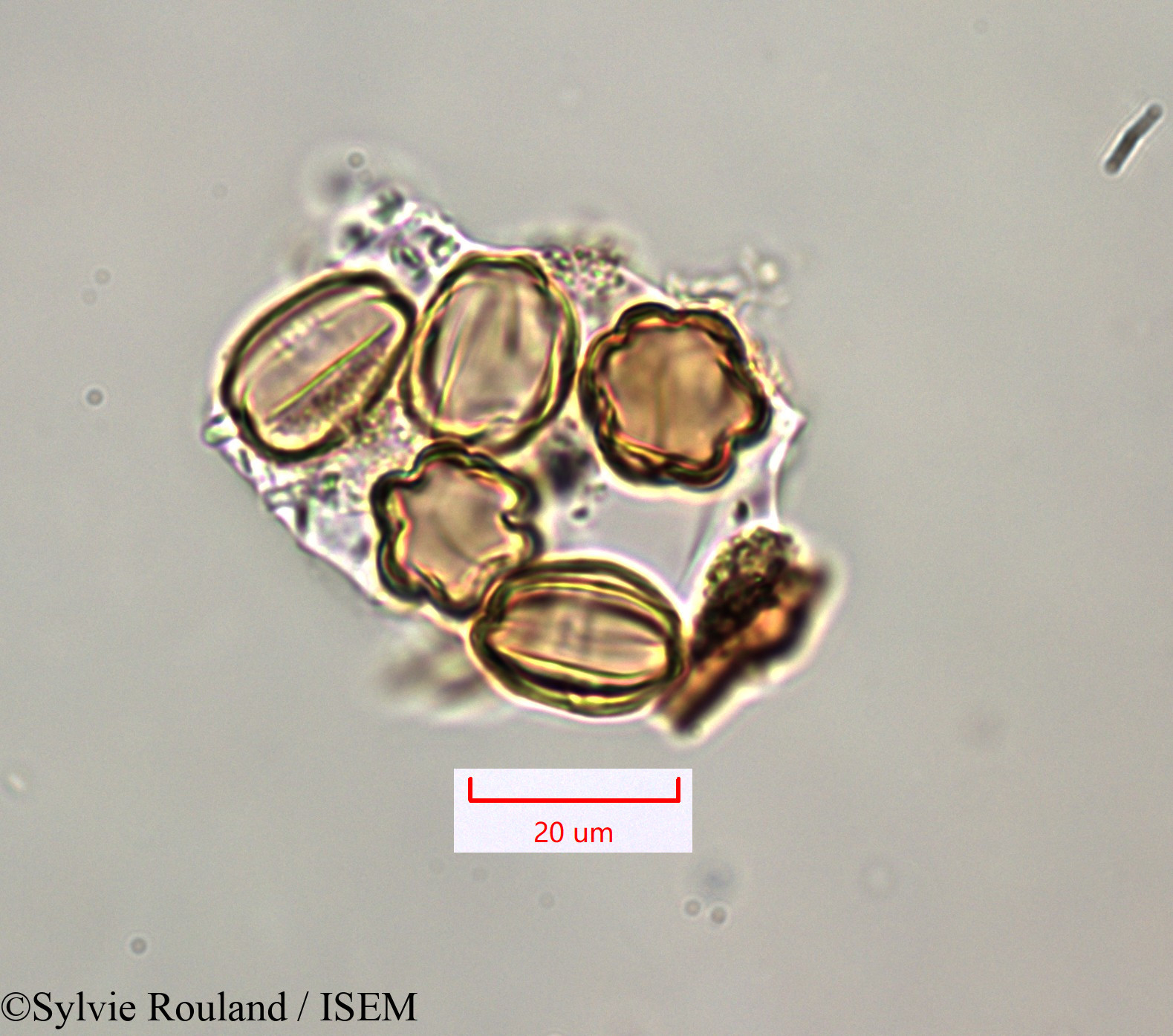 Sylvie.Rouland/Antherotoma_naudinii_1292/Antherotoma_naudinii_1292_0003(copy).jpg