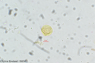 Sylvie.Rouland/Anthocephalus_cadamba_5401/Anthocephalus_cadamba_5401_0001(copy)_thumb.jpg