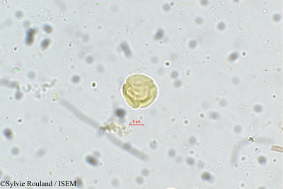 Anthocephalus cadamba - lame n° 5401