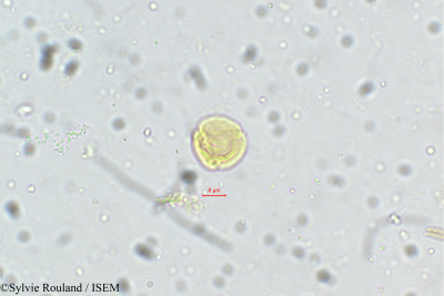 Anthocephalus cadamba - lame n° 5401