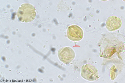 Anthocephalus cadamba - lame n° 5401