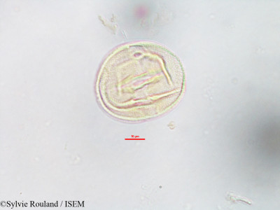 Sylvie.Rouland/Anthocleista_madagascariensis_3209/Anthocleista_madagascariensis_3209_0001(copy)_thumb.jpg