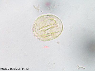 Anthocleista madagascariensis - lame n° 3209