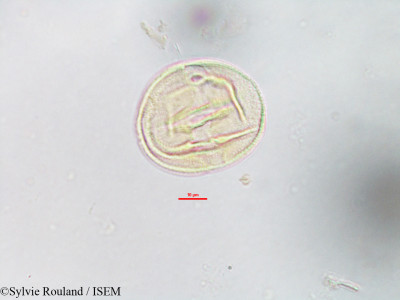 Anthocleista madagascariensis - lame n° 3209