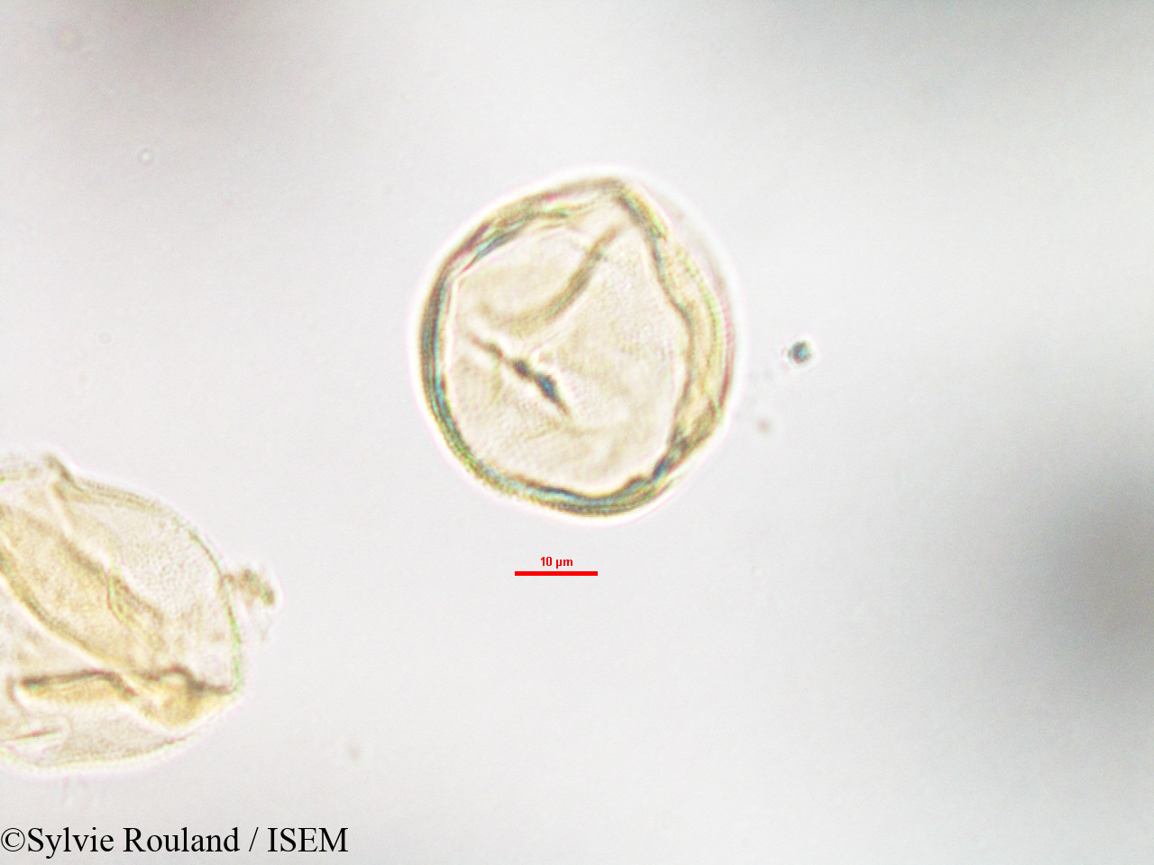 Sylvie.Rouland/Anthocleista_madagascariensis_3209/Anthocleista_madagascariensis_3209_0004(copy).jpg
