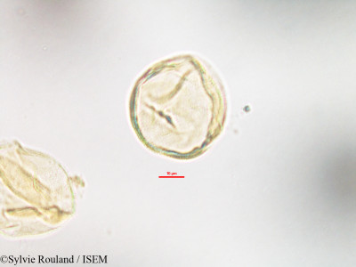 Anthocleista madagascariensis - lame n° 3209