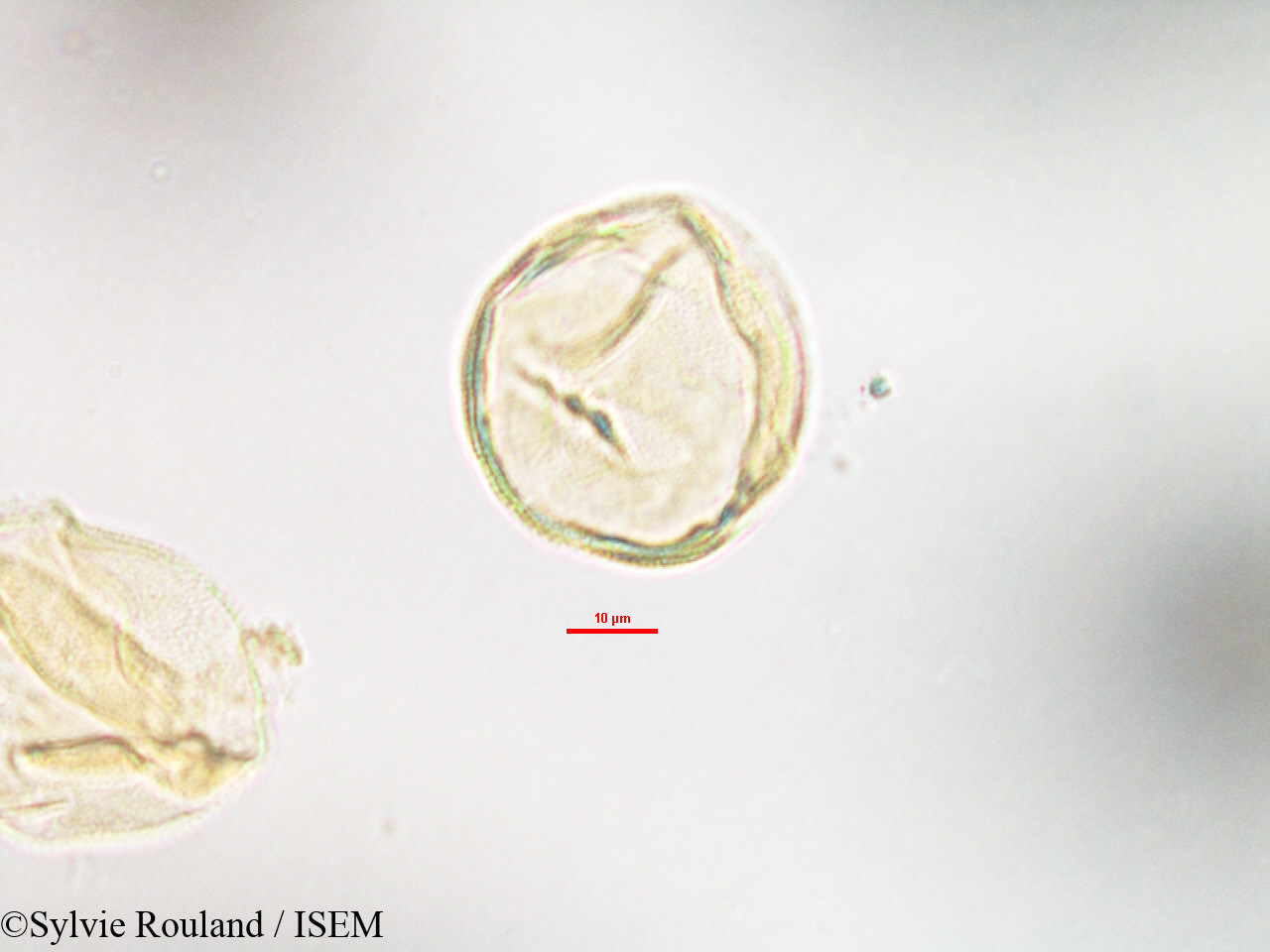 Sylvie.Rouland/Anthocleista_madagascariensis_3209/Anthocleista_madagascariensis_3209_0005(copy).jpg