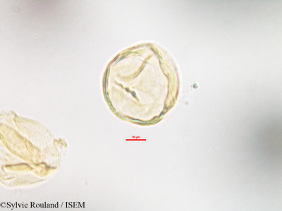 Anthocleista madagascariensis - lame n° 3209