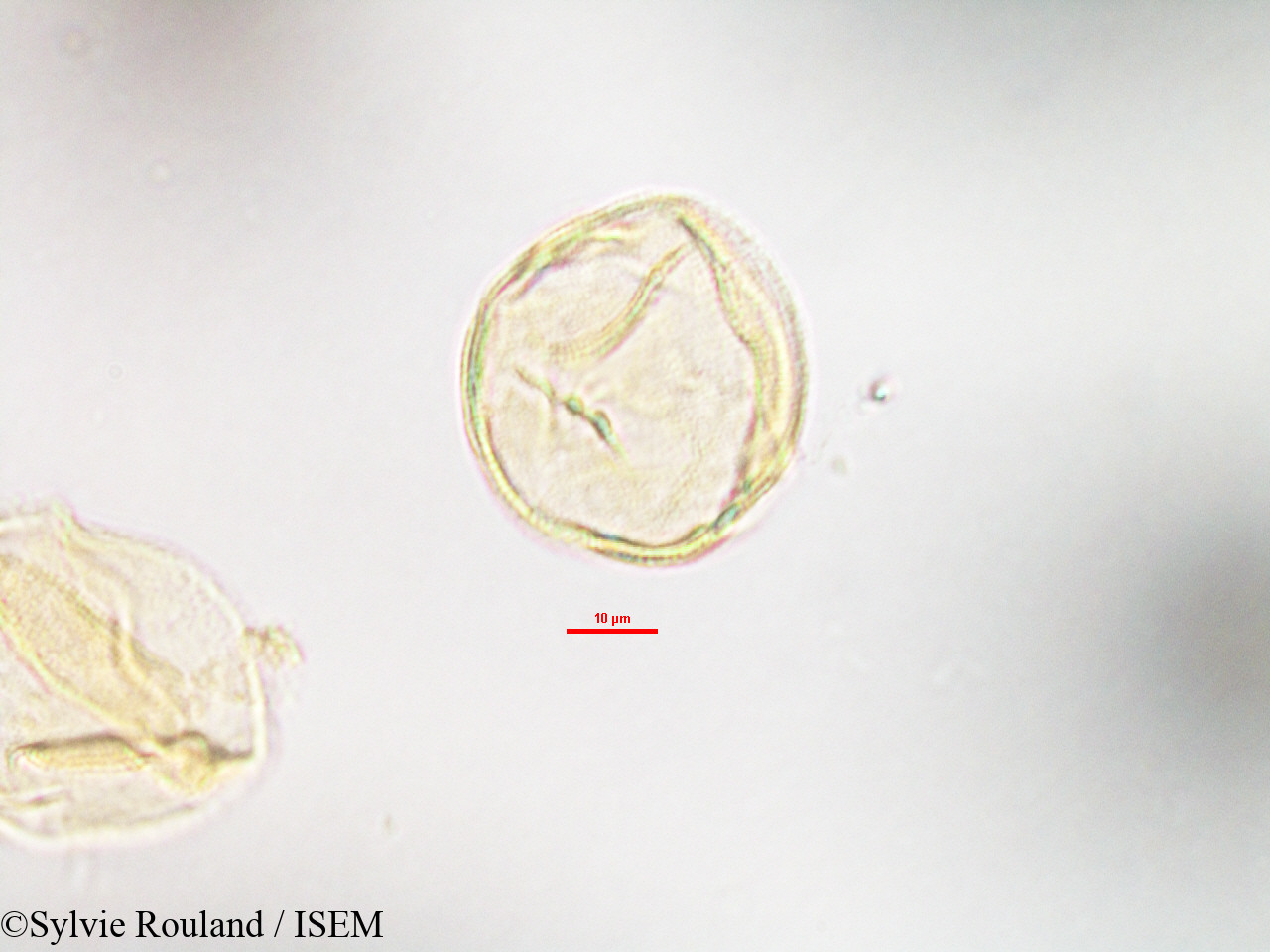 Sylvie.Rouland/Anthocleista_madagascariensis_3209/Anthocleista_madagascariensis_3209_0006(copy).jpg