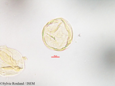 Anthocleista madagascariensis - lame n° 3209