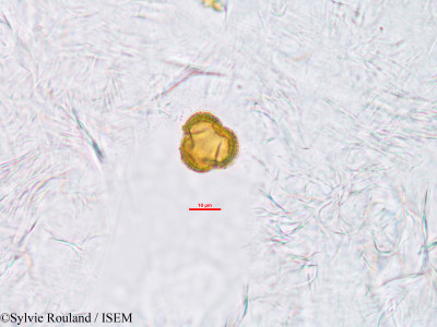 Sylvie.Rouland/Anthostema_madagascariense_33929/Anthostema_madagascariense_33929_0001(copy)_thumb.jpg