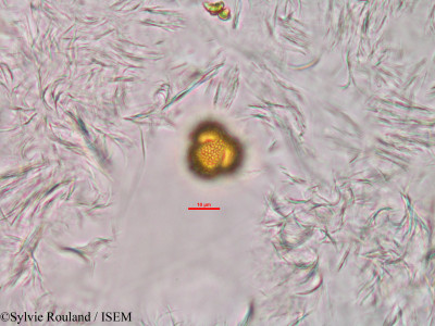 Anthostema madagascariense - lame n° 33929