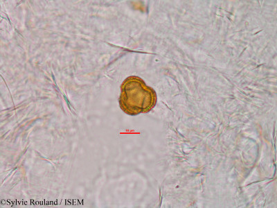 Anthostema madagascariense - lame n° 33929