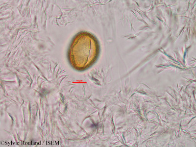 Anthostema madagascariense - lame n° 33929
