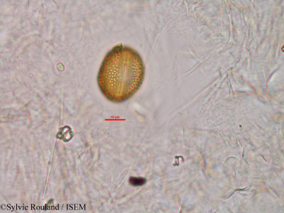 Anthostema madagascariense - lame n° 33929