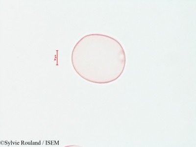 Sylvie.Rouland/Anthoxanthum_odoratum_4458/Anthoxanthum_odoratum_4458_0001(copy)_thumb.jpg